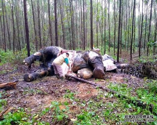 恒达骗局 濒危苏门答腊象遭砍头夺象牙